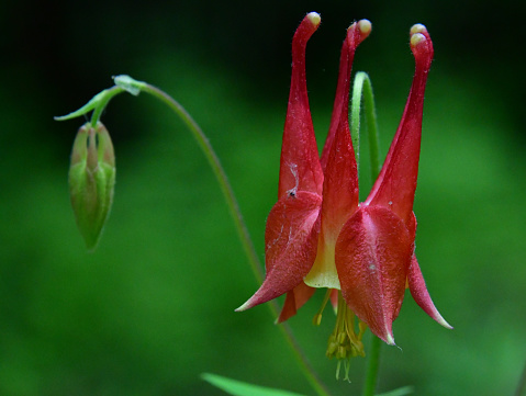 Aquilegia or Columbine is perennial wildflower, which is native to most temperate areas of the world. It tends to cross-pollinate, hybridize, and self-seed freely, creating new strains and colors. Columbine flowers come in many different colors, including red, pink, white, yellow, blue and purple. They bloom in late spring to early summer and self-seed readily if not deadheaded.