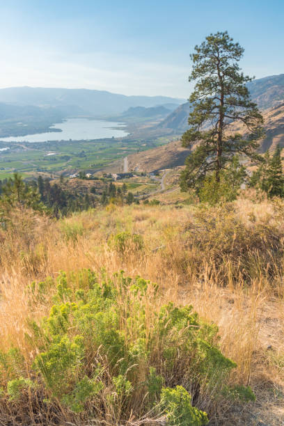 widok na pustynne trawy, jezioro i dolinę latem - okanagan vineyard canada orchard zdjęcia i obrazy z banku zdjęć