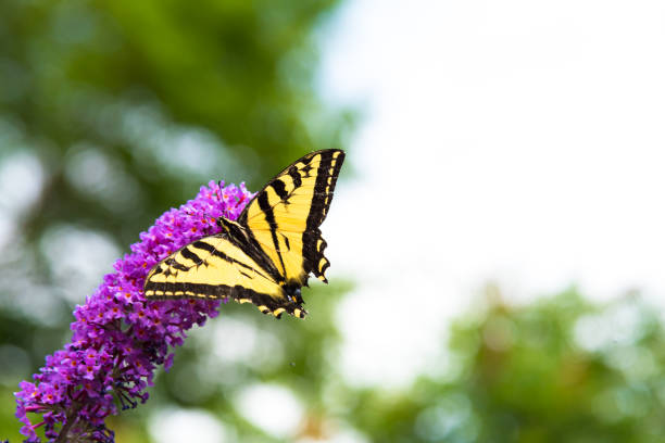 The Comma butterfly on a purple flower and green soft background