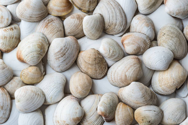 istock Flat lay arrangement of clam shells in pastel tones 1141107251