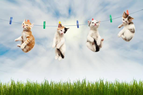 istock Four kittens dry on a clothesline 1141109883