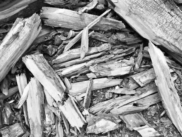 Pieces of small wood or kindling in black and white as a background or full frame.