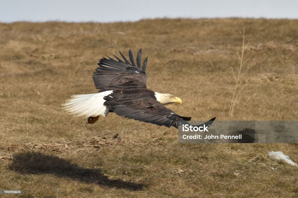 Bald eagle in flight A bald eagle soars over a grassy hill. Alaska - US State Stock Photo