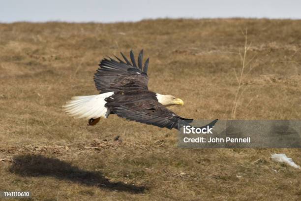 Bald Eagle In Flight Stock Photo - Download Image Now - Alaska - US State, Animal, Animal Behavior