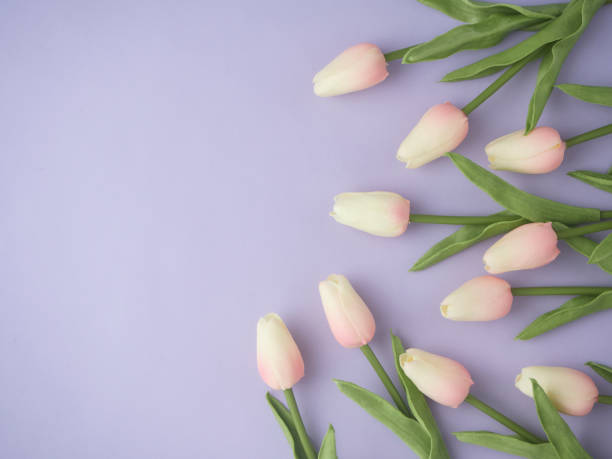 istock Spring tulip flowers on purple background top view in flat lay style 1141113522