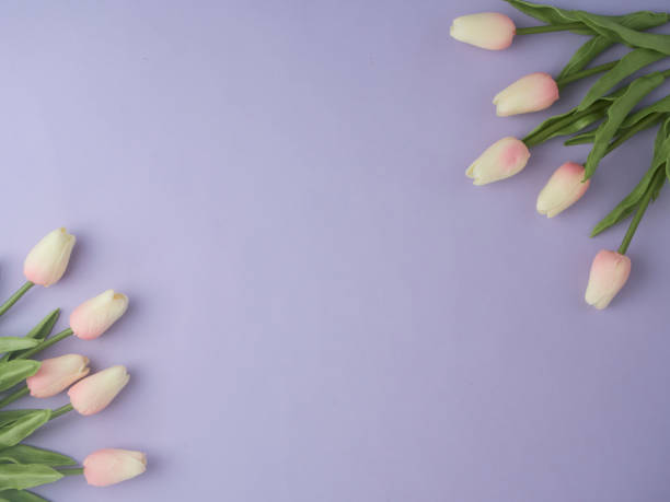 istock Spring tulip flowers on purple background top view in flat lay style 1141113562