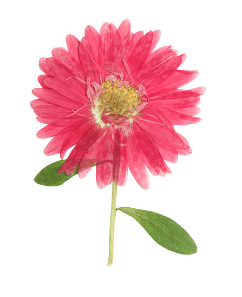 istock Pressed and dried flowers aster.  Isolated on white 1141113584