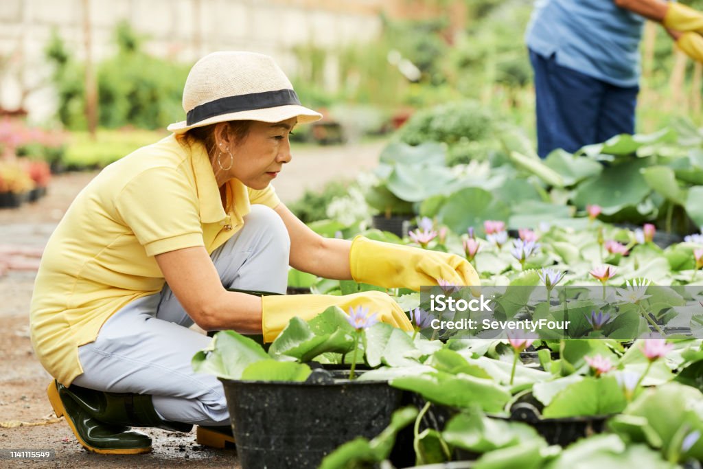 Woman checking water lily flowers Senior Vietnamese woman concentrated on checking quality of blooming water lily flowers Gardening Stock Photo