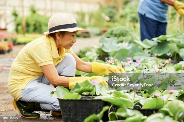 Woman Checking Water Lily Flowers Stock Photo - Download Image Now - Gardening, Senior Adult, Asian and Indian Ethnicities