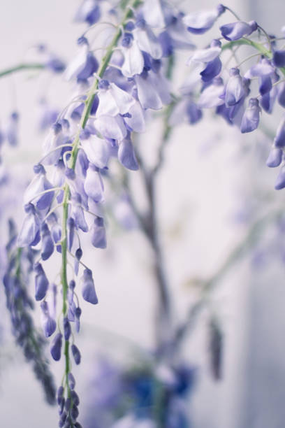 Close-up photo of Wisteria sinensis flowers with glistening water drops, capturing the intricate details and vibrant purple blossoms in stunning clarity.