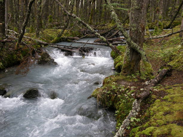 istock Forest river stream at Patagonia, Argentina 1141117815