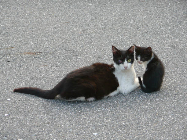 Oddeye parent cat and kitten6