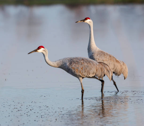 istock Couple of Cranes 1141119101
