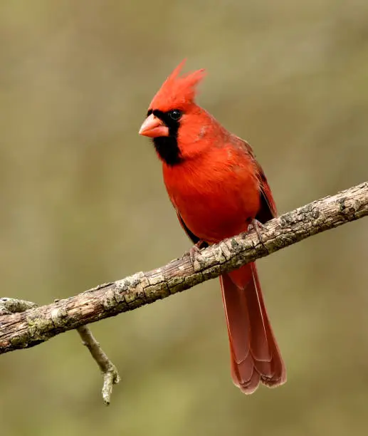 Photo of Cardinal Male
