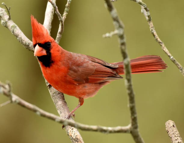 istock Cardinal Male 1141119162