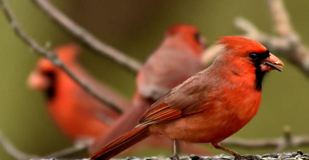 istock 3 Male Cardinals 1141119172