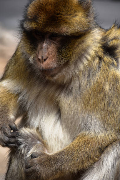 istock Young monkey in montaine at morrocco 1141124807