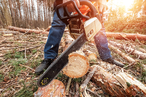 Logging, Worker in a protective suit with a chainsaw sawing wood. Cutting down trees, forest destruction. The concept of industrial destruction of trees, causing harm to the environment.