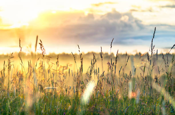 istock High Grass Glowing in Sunbeams on a Summer Morning with Cloudy Sky and Trees down The Hill. Inspiring, Positive Attitude, New Day Concept 1141127733