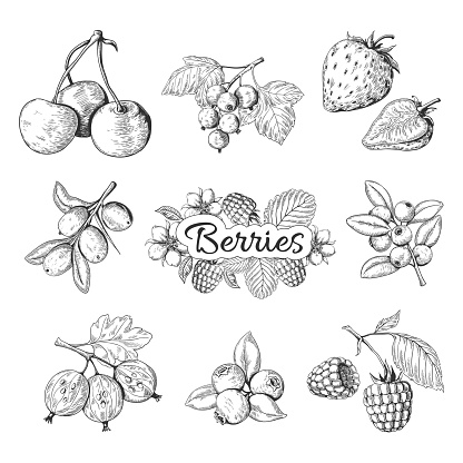 Hand drawn berries. Cherry blueberry strawberry blackberry vintage drawing, berry sketch drawing. Vector graphic templates illustration sweet wild nature organic food set