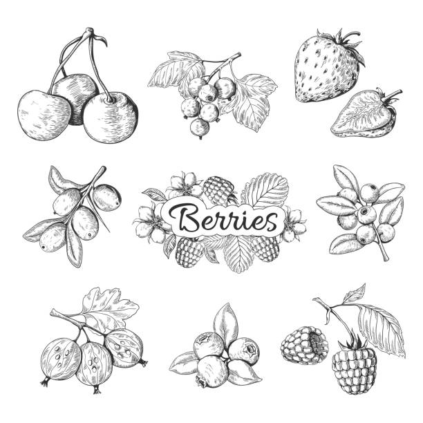 Hand drawn berries. Cherry blueberry strawberry blackberry vintage drawing, berry sketch drawing. Vector graphic templates Hand drawn berries. Cherry blueberry strawberry blackberry vintage drawing, berry sketch drawing. Vector graphic templates illustration sweet wild nature organic food set fruit drawings stock illustrations