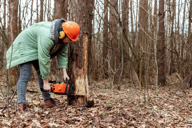 istock Logging, Worker in a protective suit with a chainsaw sawing wood. Cutting down trees, forest destruction. The concept of industrial destruction of trees, causing harm to the environment. 1141127851