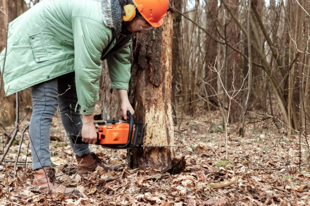 istock Logging, Worker in a protective suit with a chainsaw sawing wood. Cutting down trees, forest destruction. The concept of industrial destruction of trees, causing harm to the environment. 1141127856