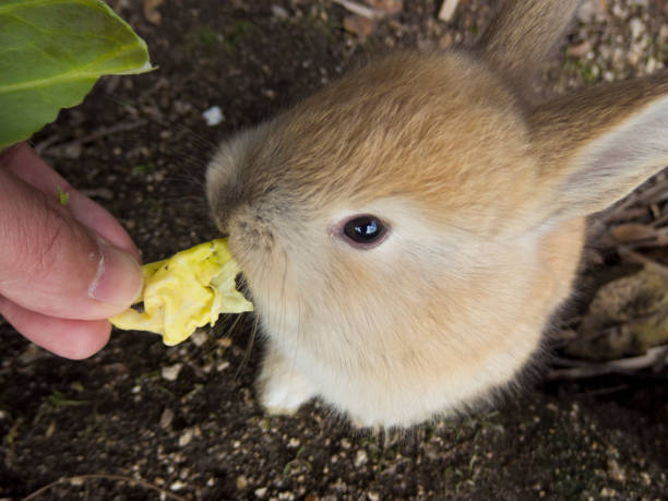 istock Wild rabbits on Okunoshima12 1141129375