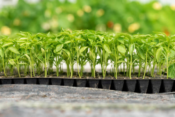 istock Small seedlings growing in cultivation tray 1141131270