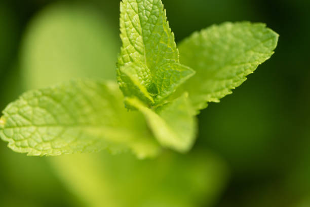 istock Mint plant grow at vegetable garden 1141131284