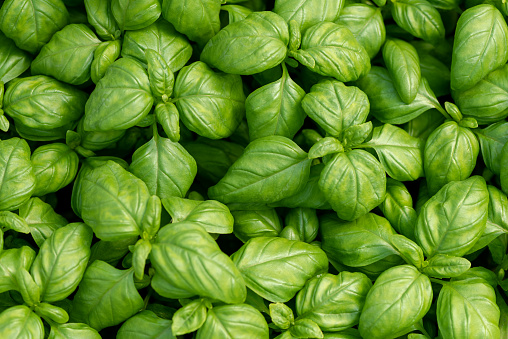 Basil leaves as natural food background
