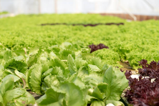 istock Organic hydroponic vegetable cultivation farm 1141131305