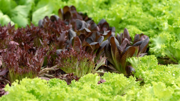 istock Organic hydroponic vegetable cultivation farm 1141131307