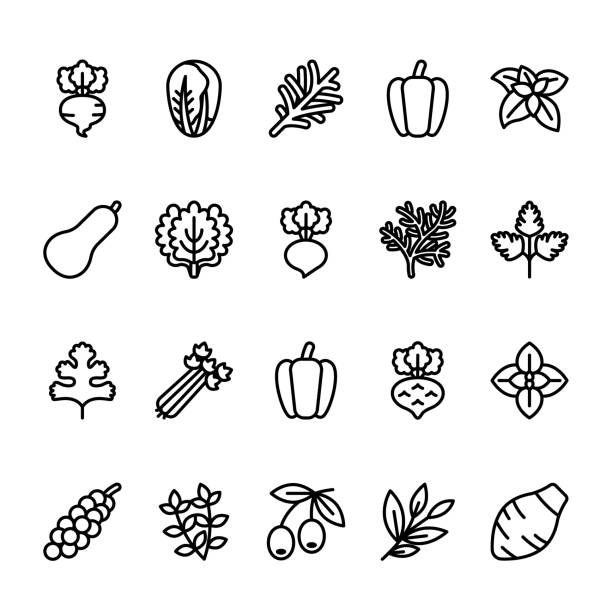 ilustraciones, imágenes clip art, dibujos animados e iconos de stock de conjunto de iconos de línea simple de verduras - parsley vegetable leaf vegetable food