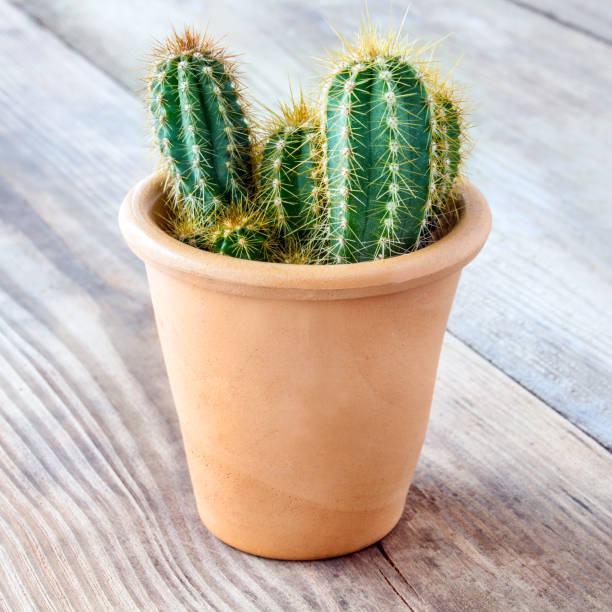 istock Cactus in clay pot and wooden table 1141134221