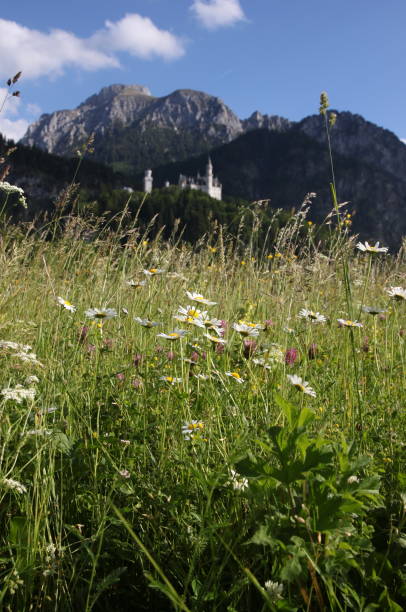 istock Alpine meadow with flowers and mountain in background 1141135108