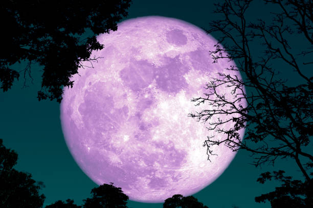 istock full crust moon back on silhouette plant and trees on night sky 1141135316