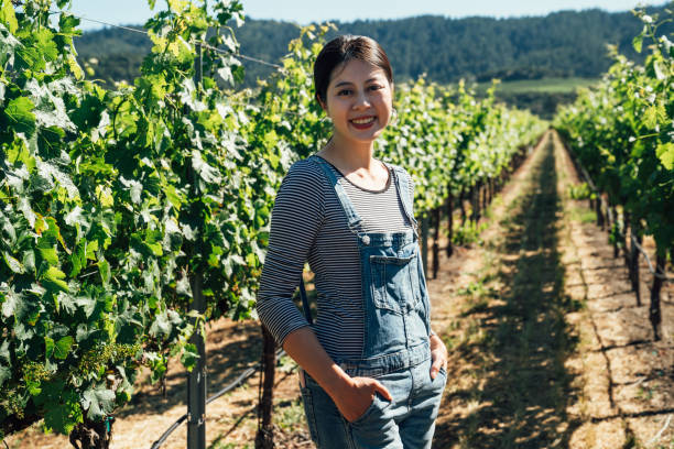 istock farmer harvesting grapes in a vineyard on sunny 1141136082