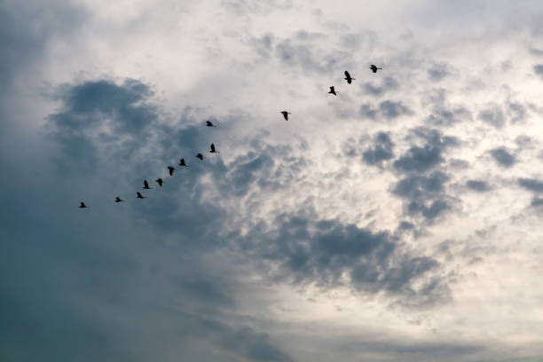 istock egret group flying to home on white blue sky soft cloud 1141137847