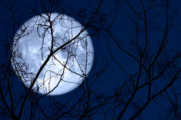 istock super egg moon back on silhouette plant and trees on night sky 1141140924