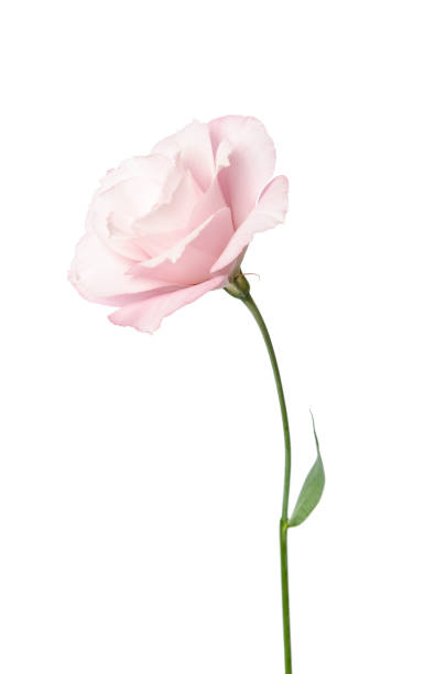 istock Beautiful Eustoma flower isolated on white background 1141141007