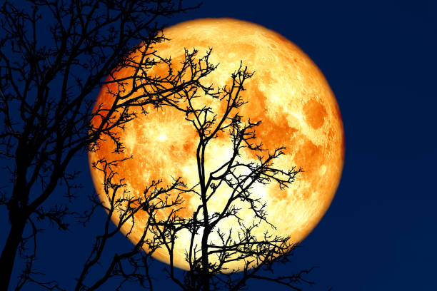 istock full sprouting moon back on silhouette plant and trees on night sky 1141142087