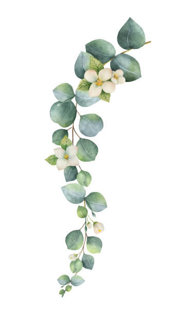 ilustraciones, imágenes clip art, dibujos animados e iconos de stock de guirnalda vectorial de acuarela con hojas verdes de eucalipto y flores. - éter