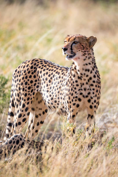 istock A cheetah in the grass in the savannah 1141142633