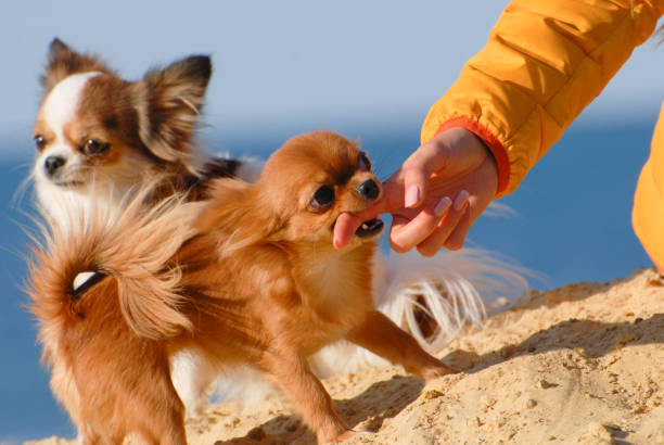divertidos desobedientes perros pequeños chihuahua mordiendo a su dueña chica dedo en la arena amarilla - coat concepts danger anger fotografías e imágenes de stock