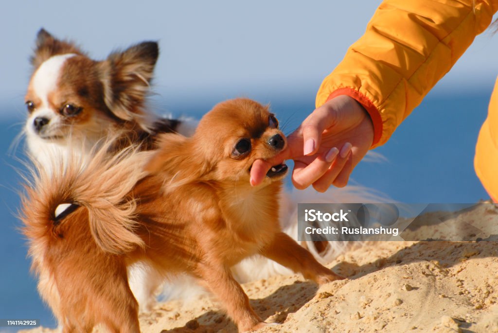 Funny Disobedient Angry Little Dogs Chihuahua Biting Her Female Owner Girl  Finger On Yellow Sand Stock Photo - Download Image Now - iStock