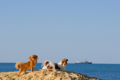 two little chihuahua pet dogs resting on sand dune on summer beach with blue sky and sea with ship on horizon