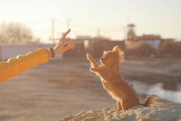 concepto de obediencia de la mujer joven mano con el entrenamiento de gestos su perrito perro chihuahua pequeño de pie sobre las piernas obstaculizadas durante el ocio al aire libre playa sunset - hinder fotografías e imágenes de stock