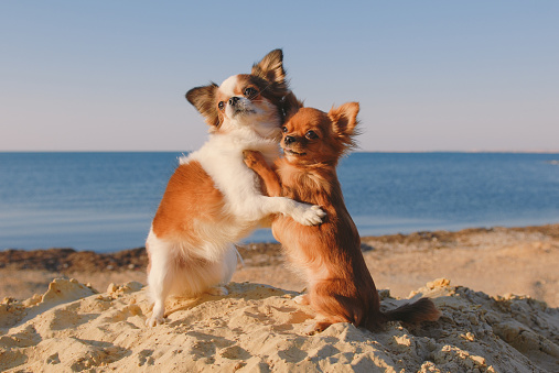 dog family of two small chihuahua pet hugging each other with mother and baby love embrace on sea sand beach in sunny California
