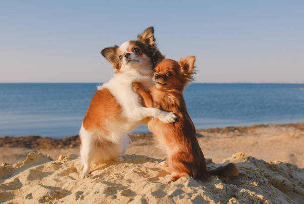 dog family of two small chihuahua pet hugging each other with mother and baby love embrace on sea sand beach in sunny california - two dogs imagens e fotografias de stock